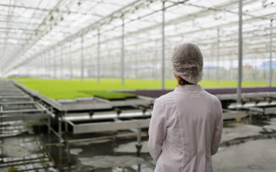 Humidité en Serre Agricole : Pourquoi un Déshumidificateur Thermodynamique est Indispensable