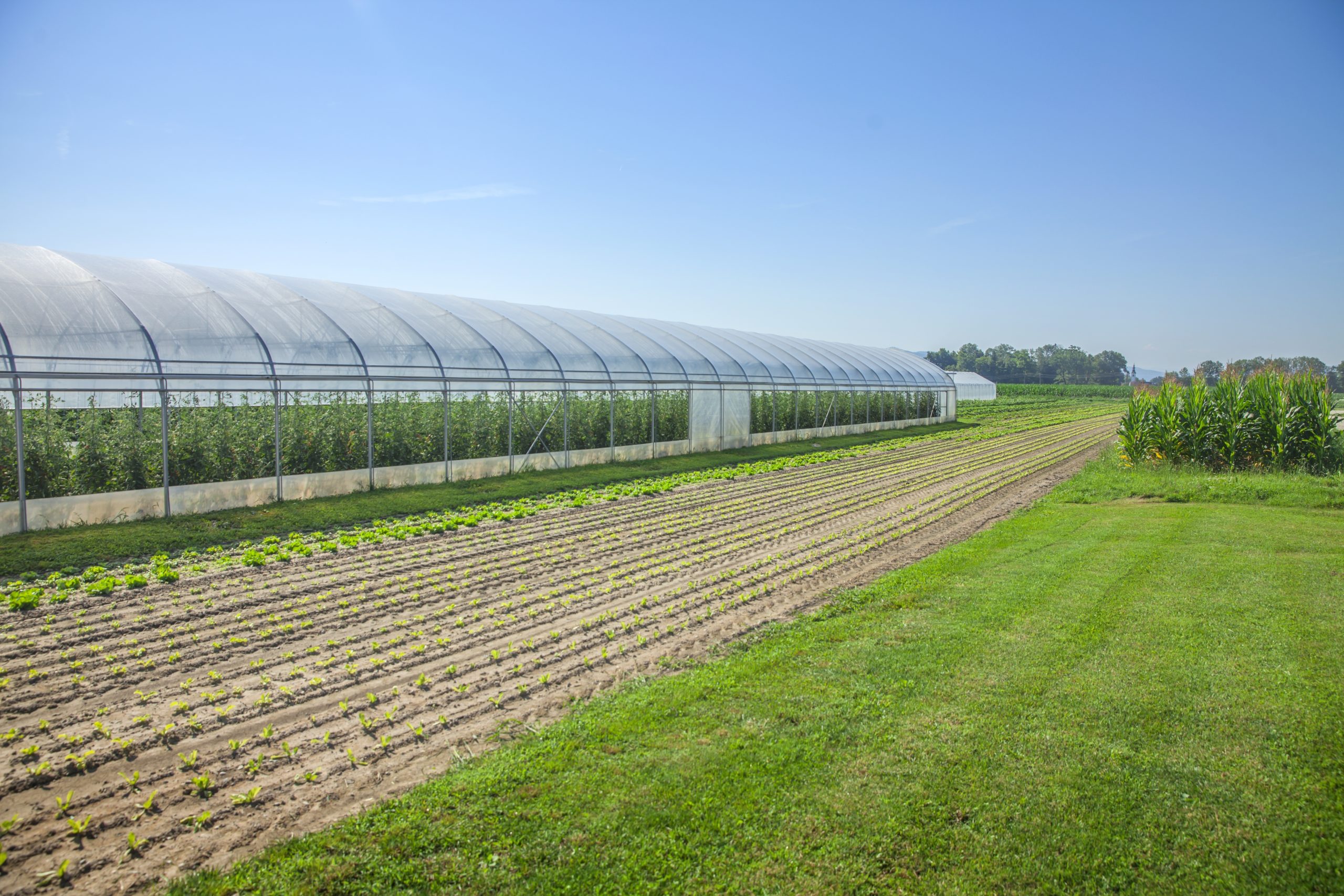 Champs agricoles et serre dans les Hauts-de-France éligibles au financement CEE ElectroGroup