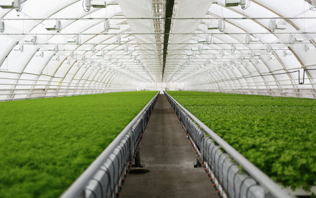 Jeunes plants dans une serre maraîchère commerciale en Nouvelle-Aquitaine éligible au financement CEE
