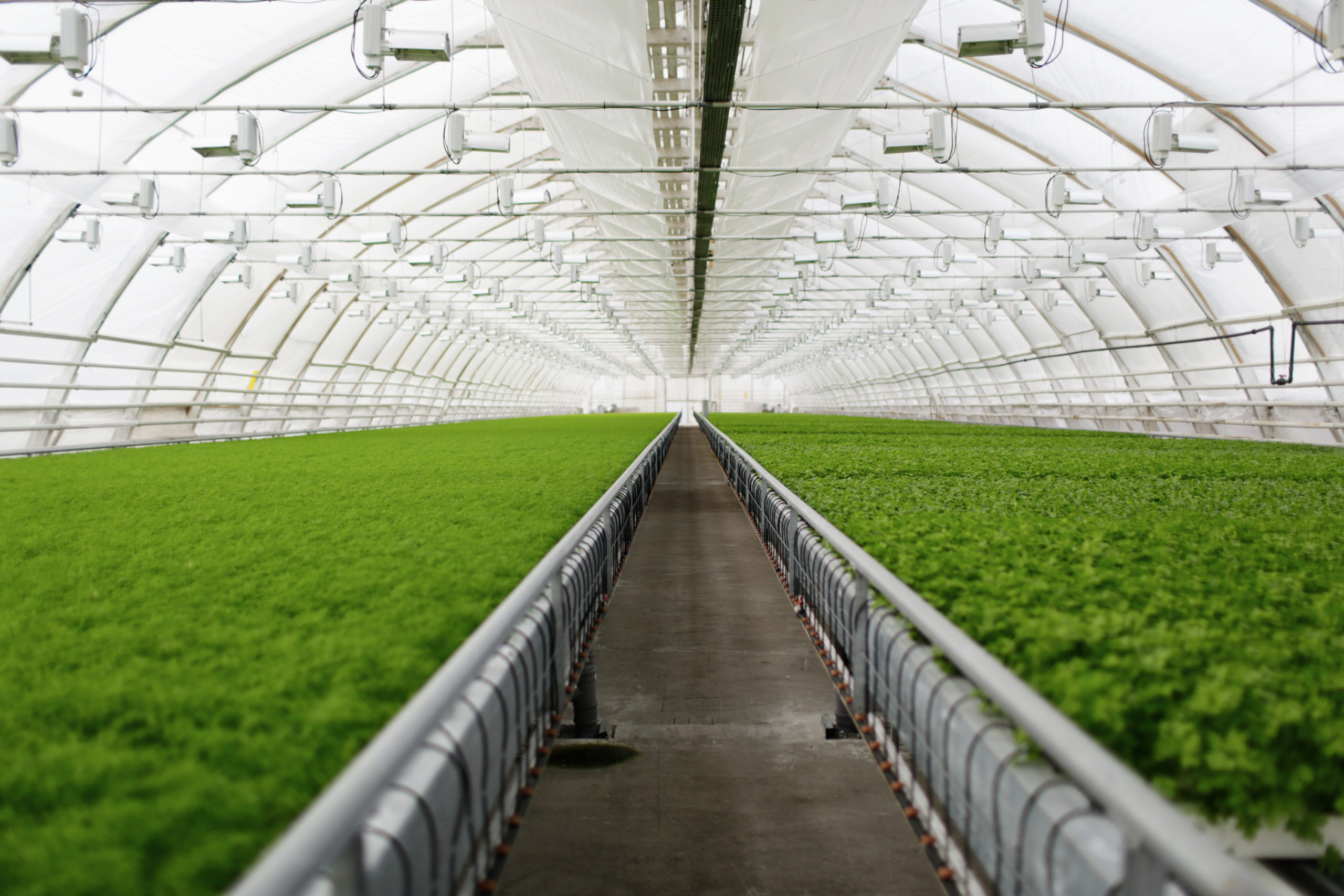 Jeunes plants dans une serre maraîchère commerciale en Nouvelle-Aquitaine éligible au financement CEE